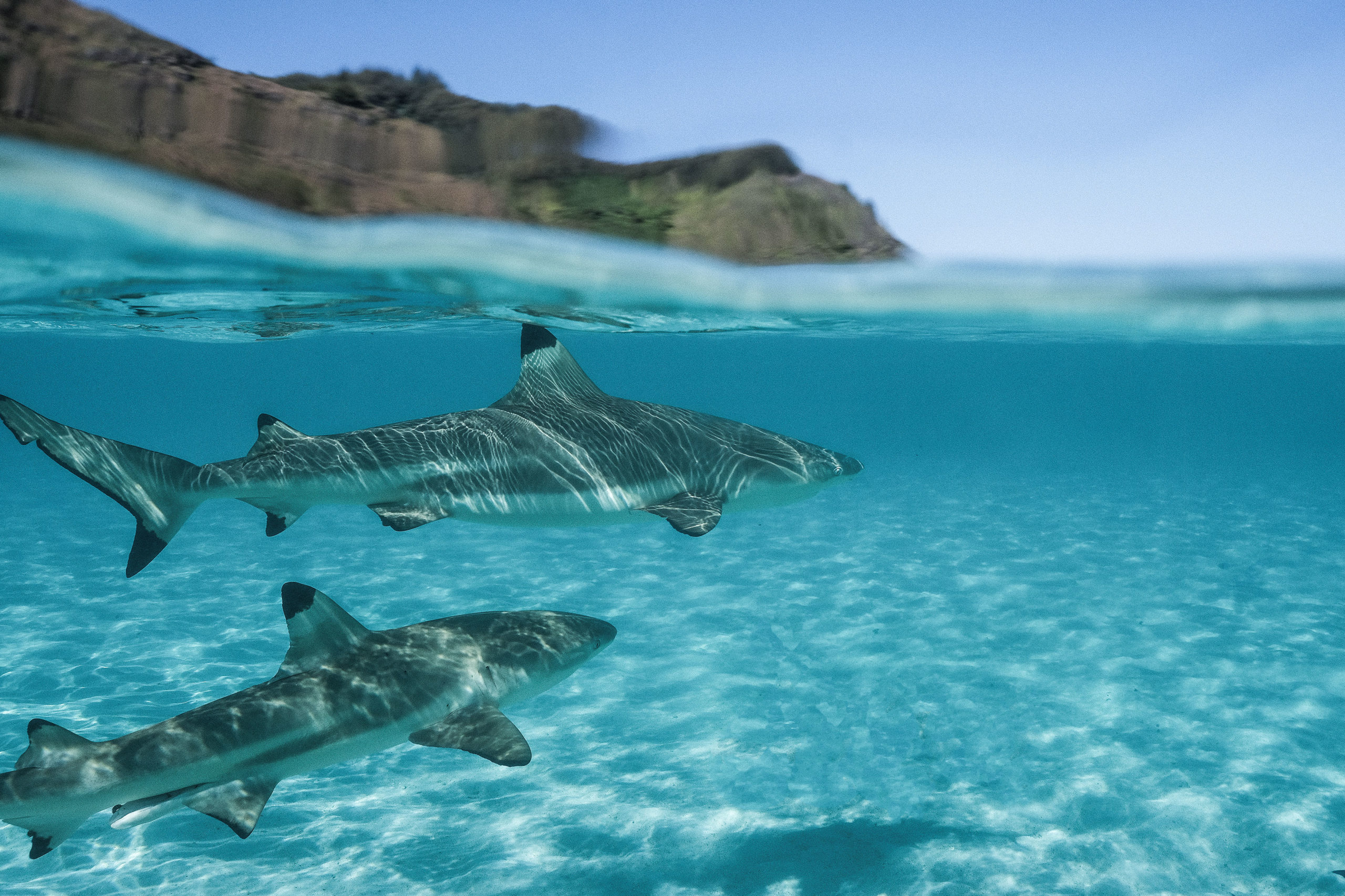 BLACKTIPS, MOOREA