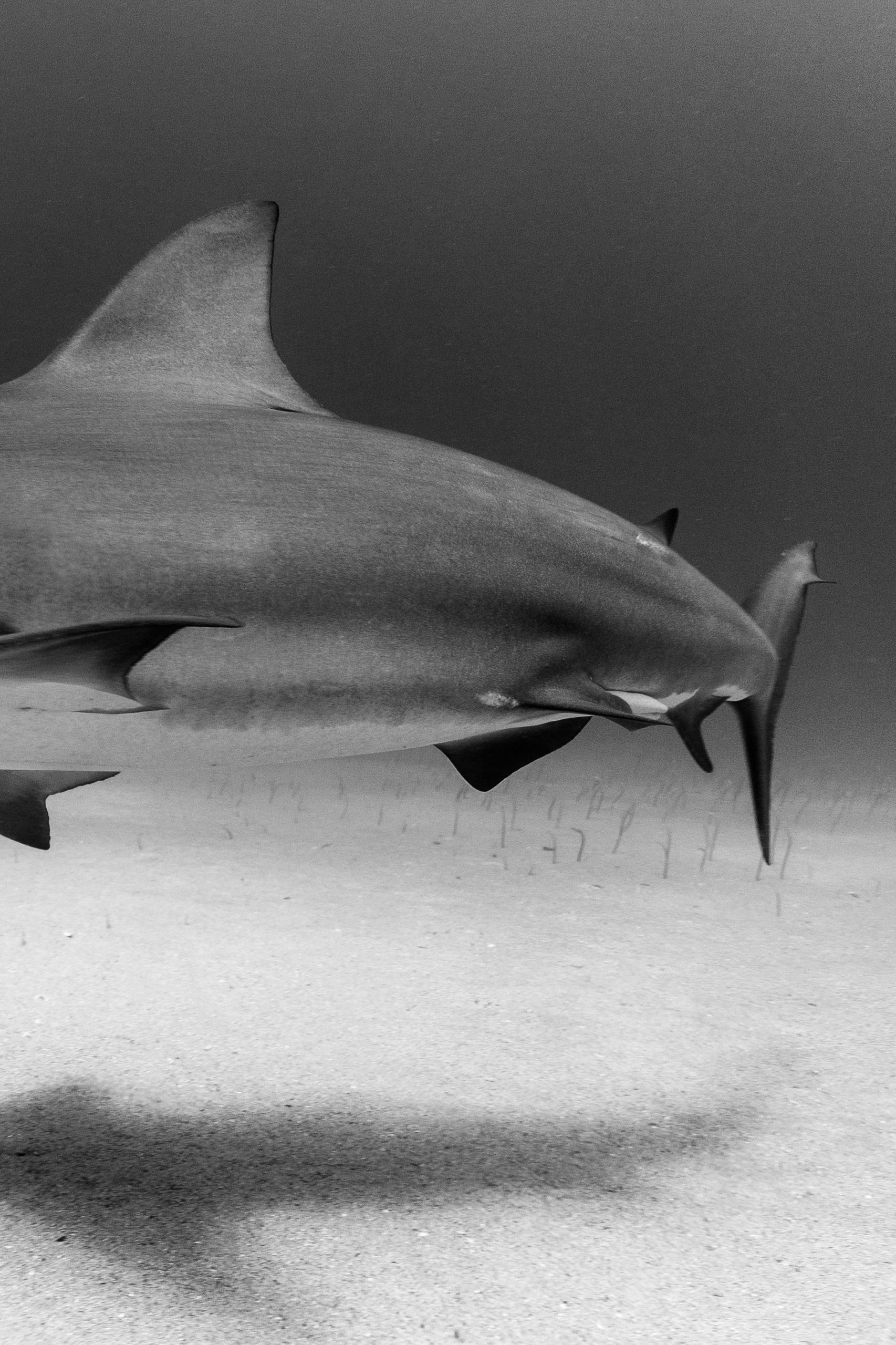 BULL SHARK, MEXICO