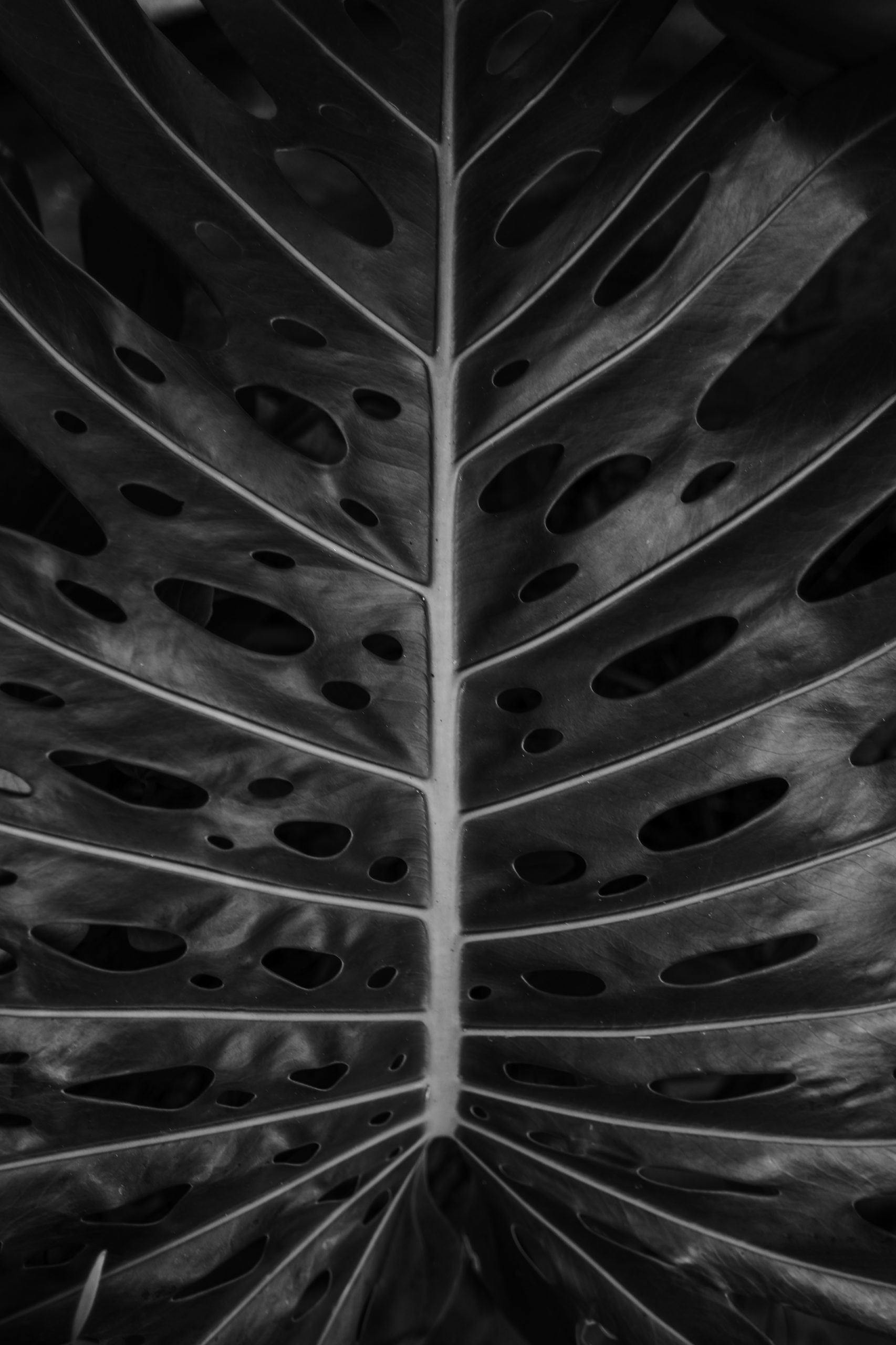 JUNGLE LINES JUNGLE LINES