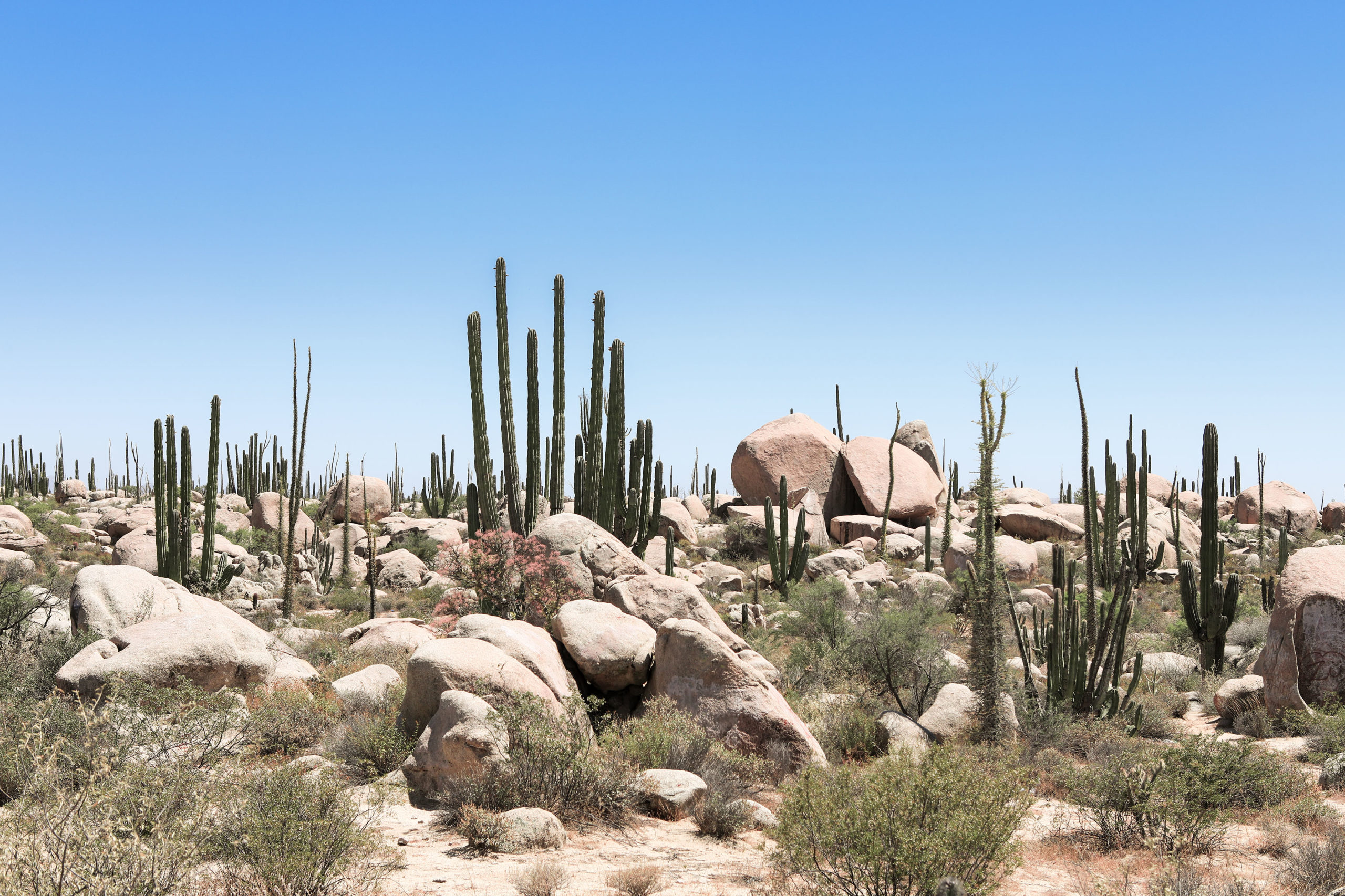 VALLE DE LOS CIRIOS, BAJA