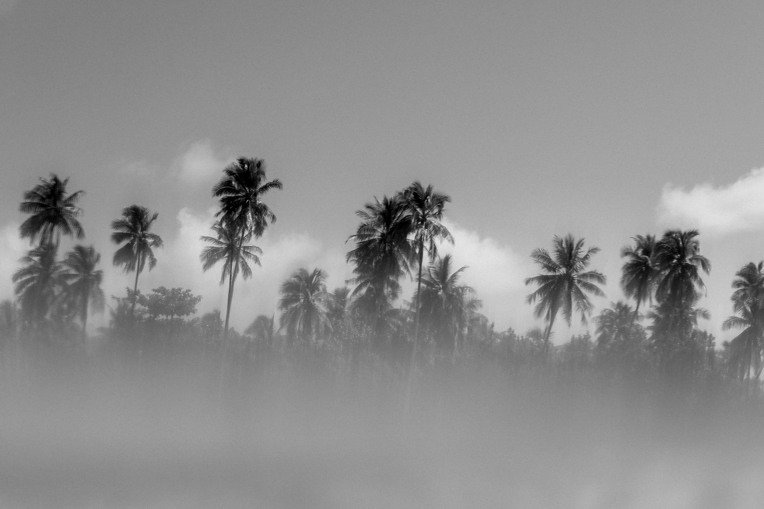 BLACK AND WHITE PALMS