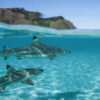 BLACKTIPS, MOOREA