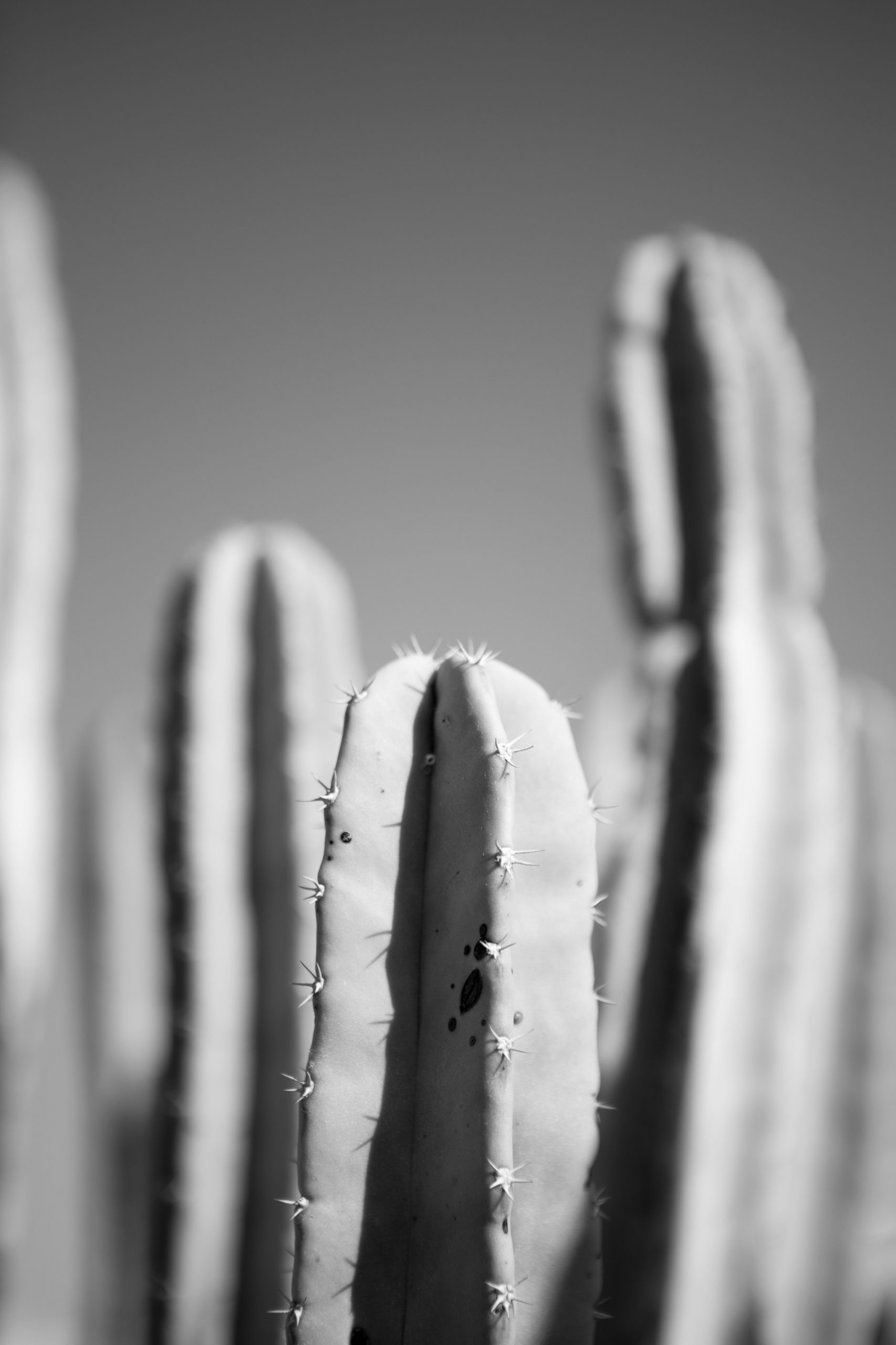 CACTUS