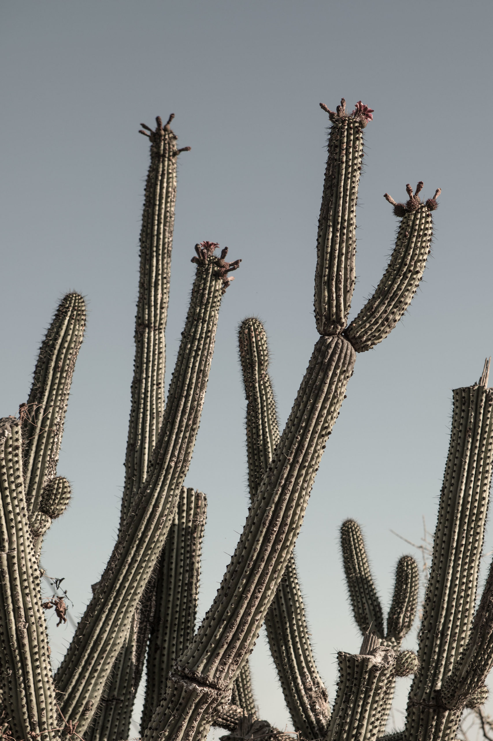 DESERT FLORA DESERT FLORA