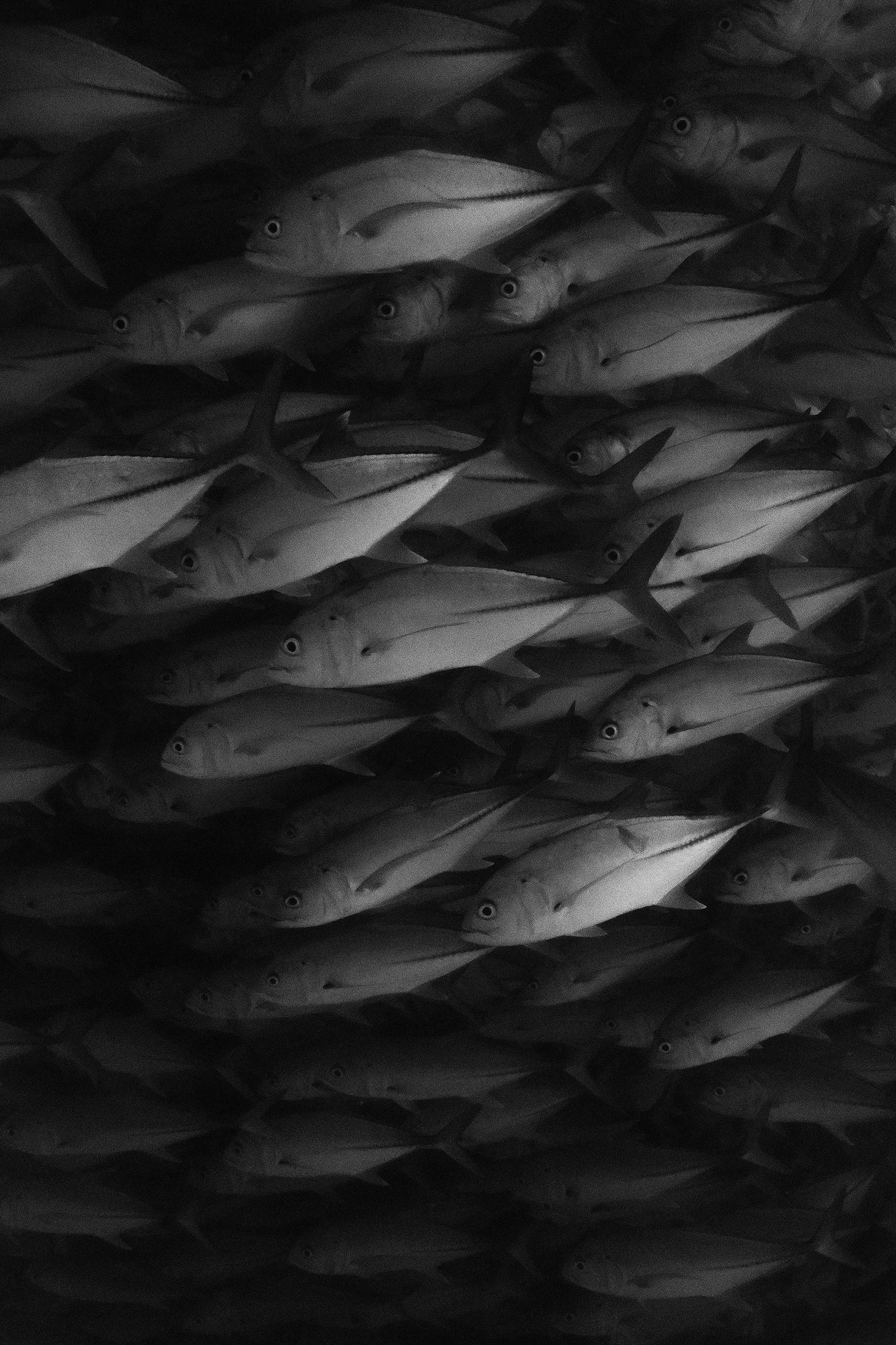 JACKS, CABO PULMO MX 1 JACKS, CABO PULMO MX