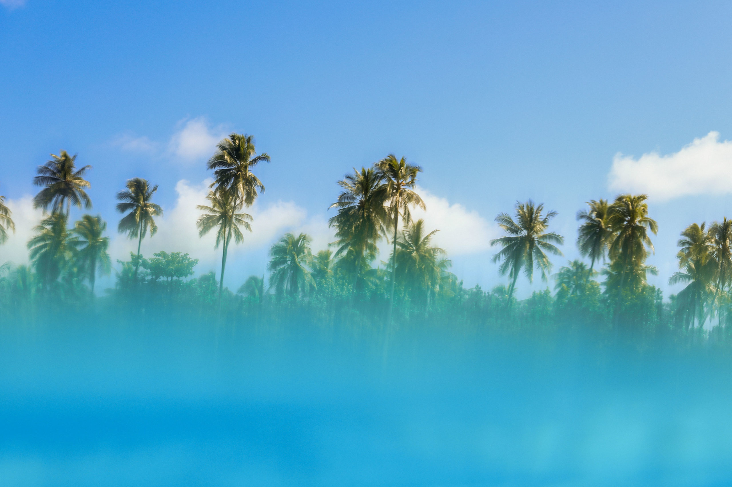 SURFACE PALMS SURFACE PALMS